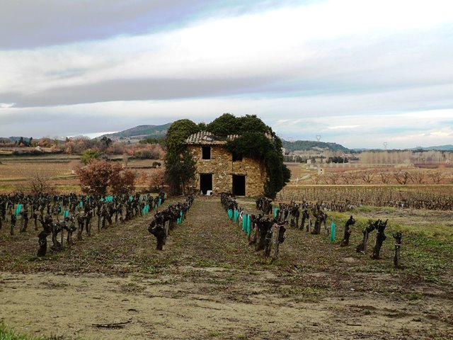 House in the vines