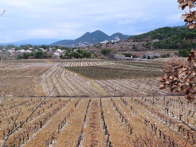 Vines and More vines