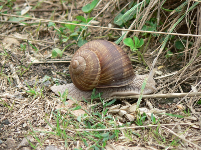 Escargot on the go